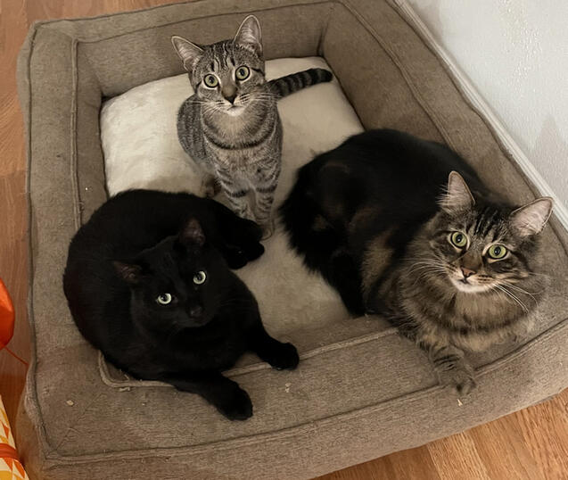 my babies